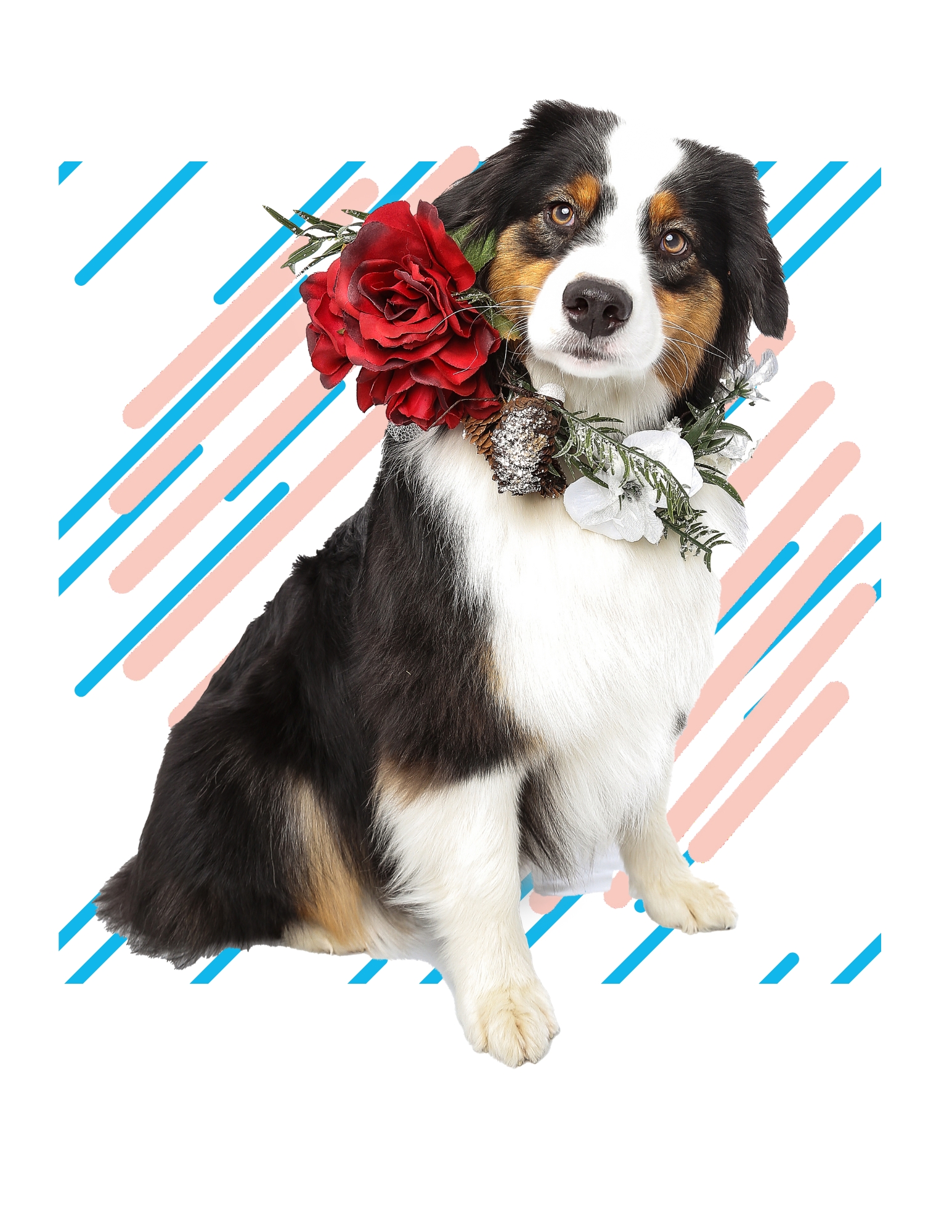 Home Page Pup Pet Photography as a Mini